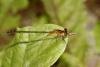 Ischnura verticalis